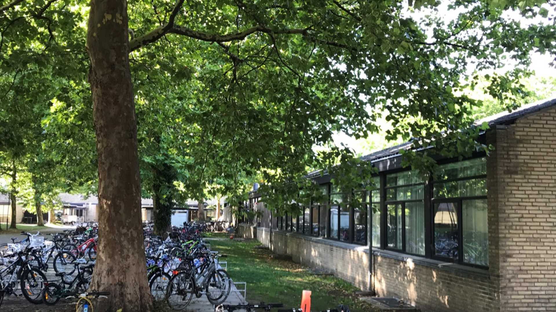 Stort træ foran skolen