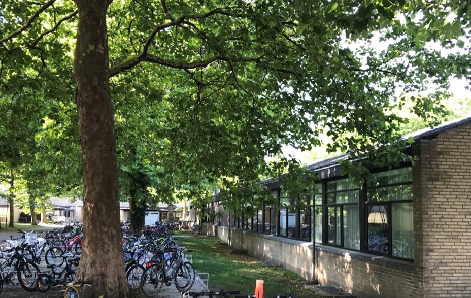 Stort træ foran skolen