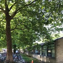 Stort træ foran skolen